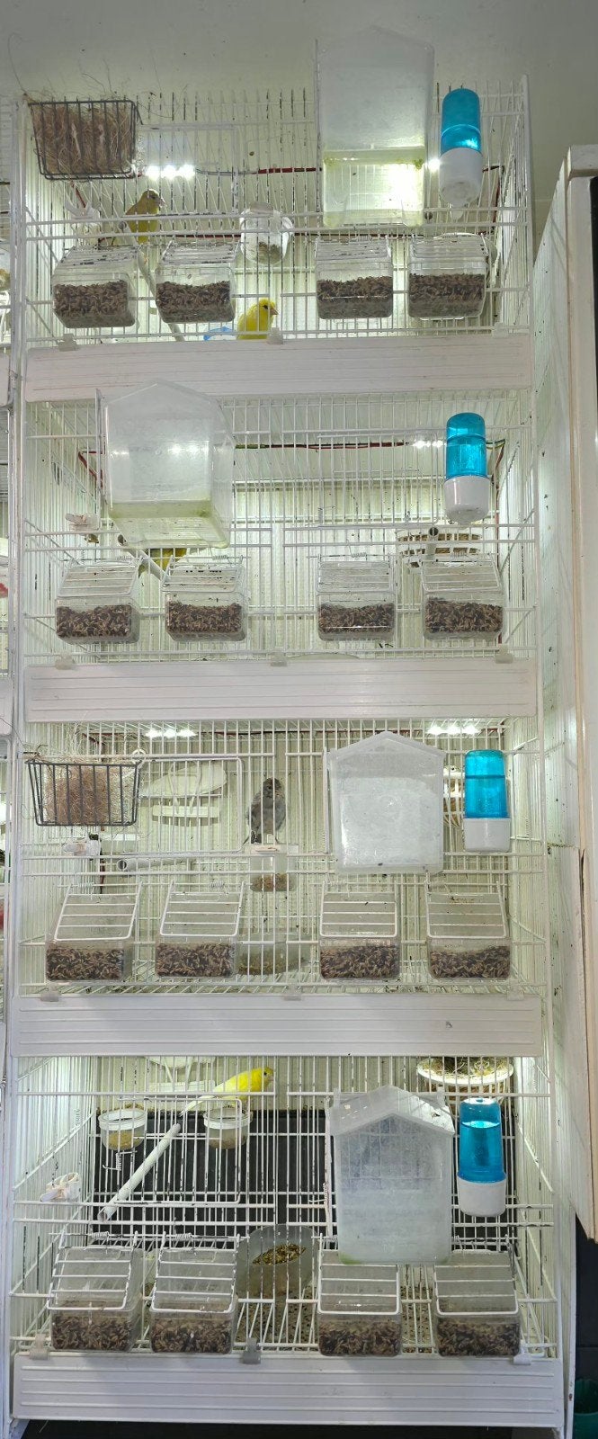 Batterie est cages, Animaux & Accessoires, Oiseaux | Cages & Volières, Enlèvement