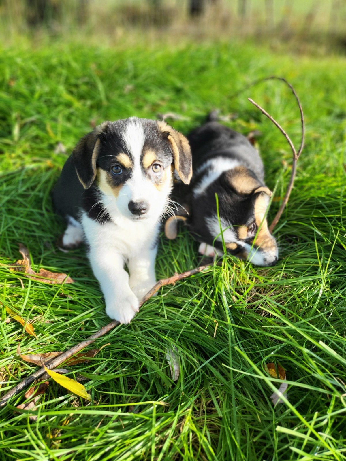 Welsh Corgi Cardigan pups / Corgi pups, Dieren en Toebehoren, België, Overige rassen, CDV (hondenziekte), 8 tot 15 weken