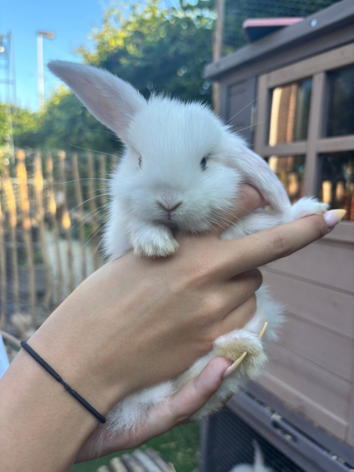 Dwerg hangoor konijntjes zoeken nieuw huisje, Dieren en Toebehoren, Konijnen, Dwerg, Hangoor