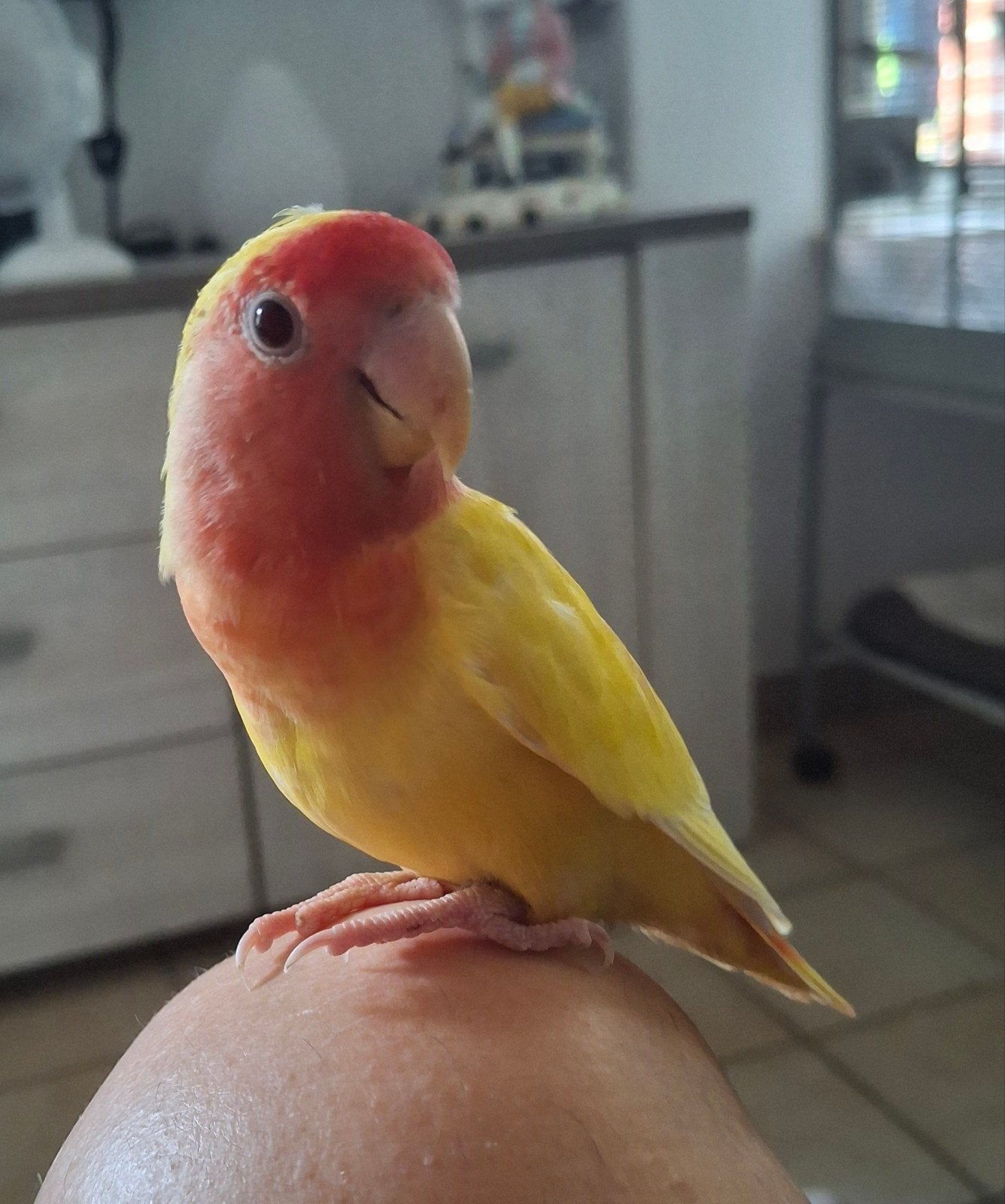 ik ben op ZOEK naar baby's dwergpapegaaien Aalter