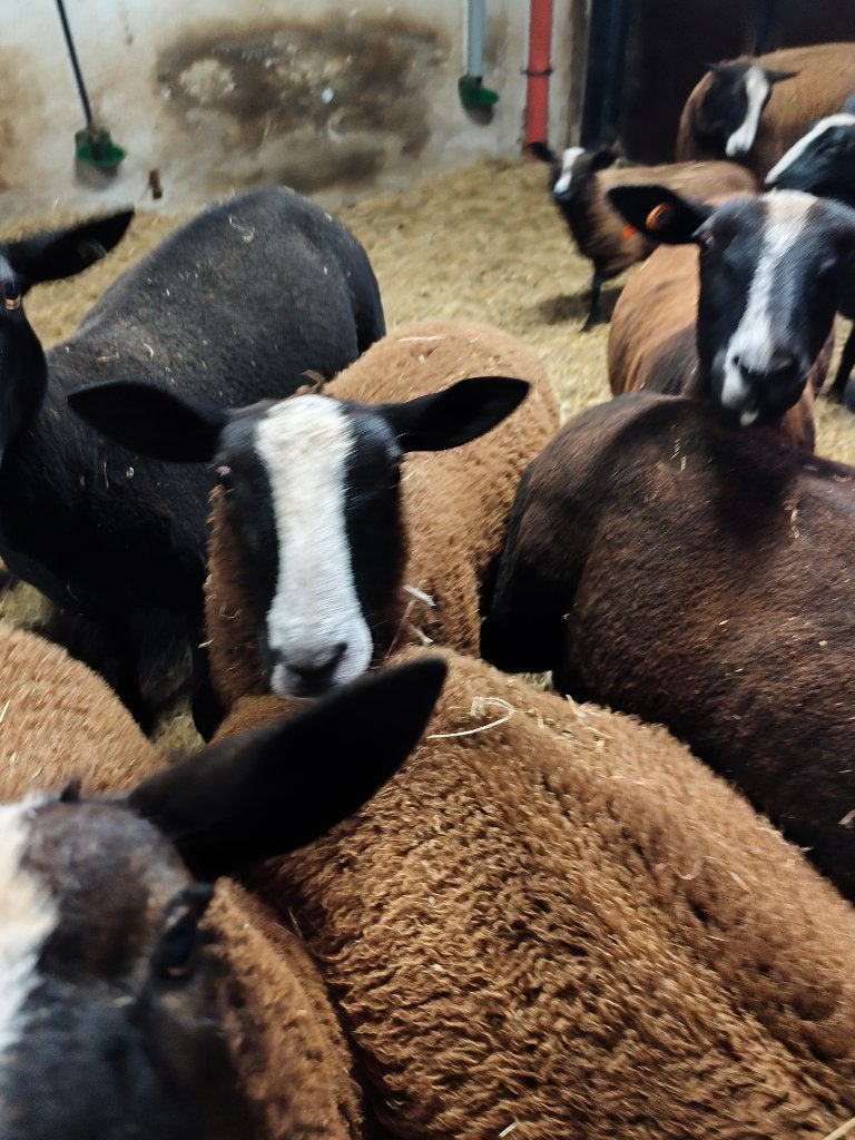 Zwartbles ram