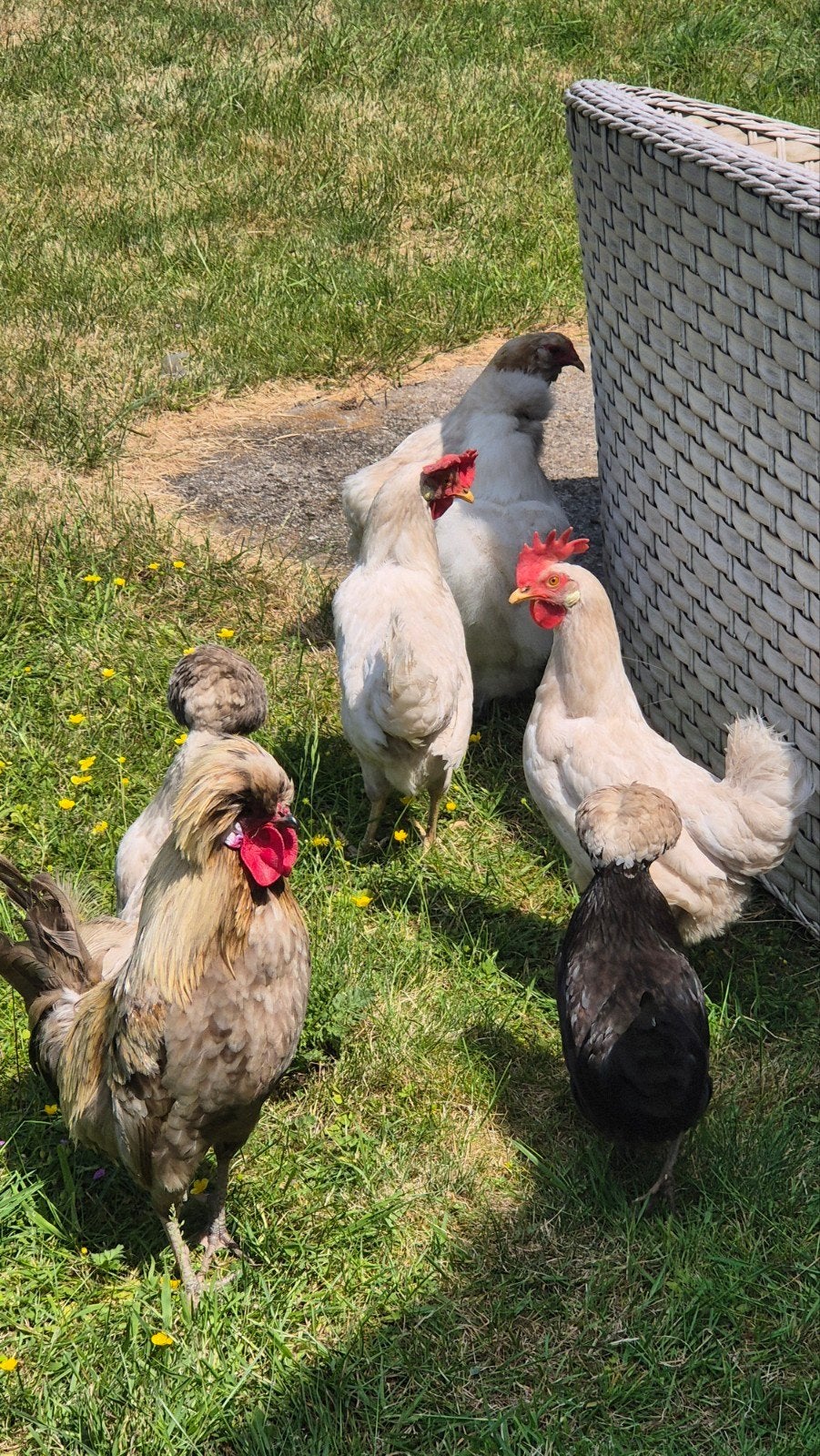6 poules + 1 coq