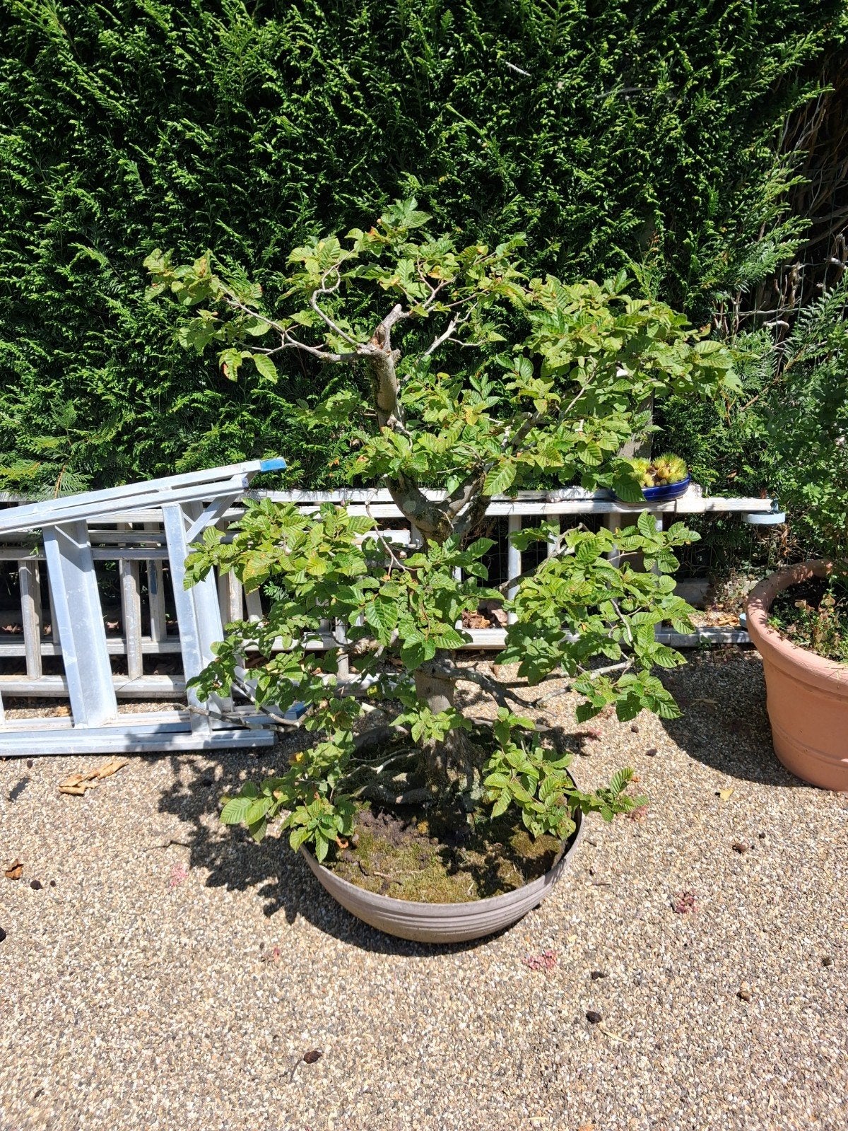 pre bonsai beuk, Tuin en Terras, Ophalen