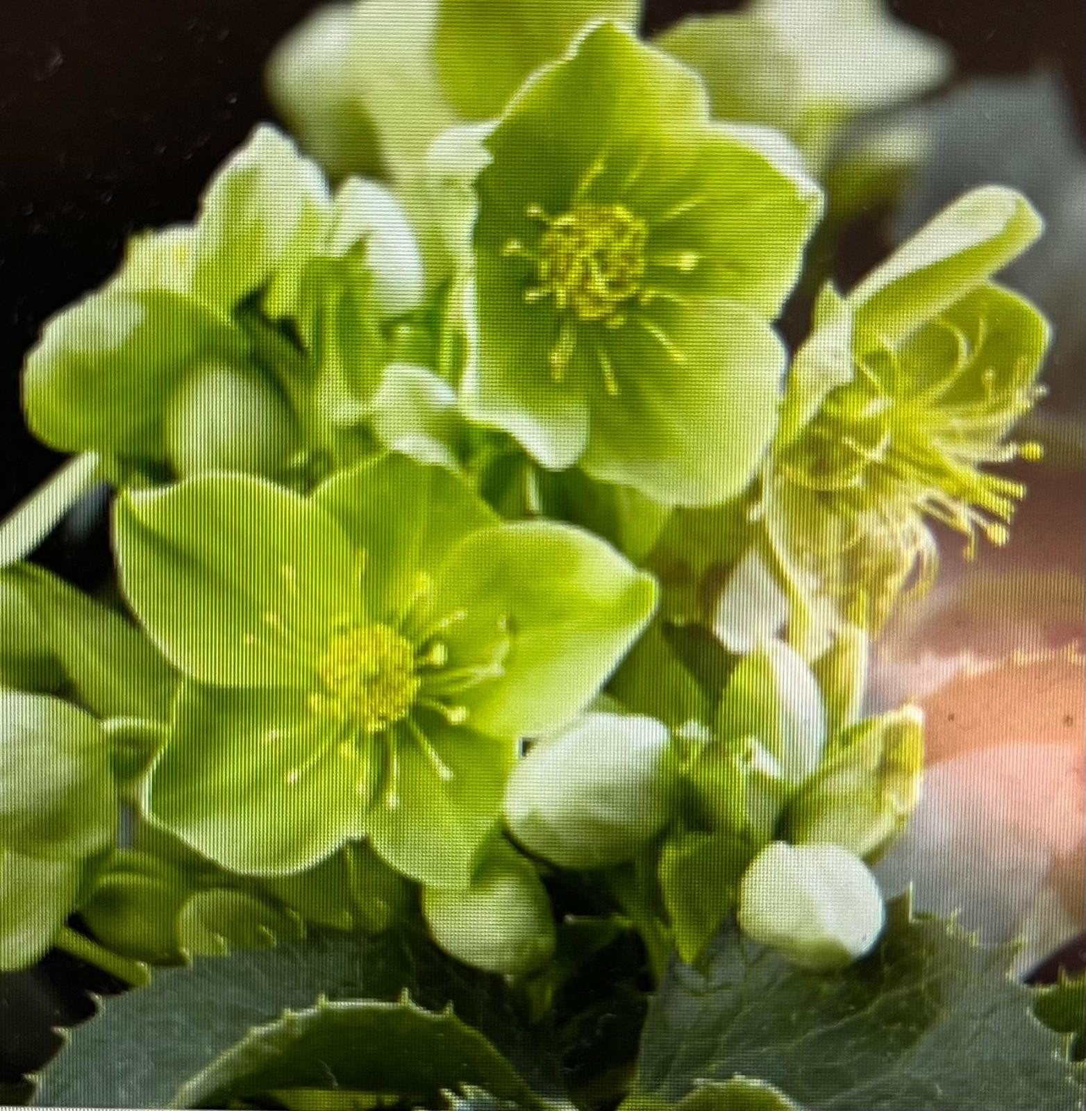 Helleborus, Tuin en Terras, Ophalen