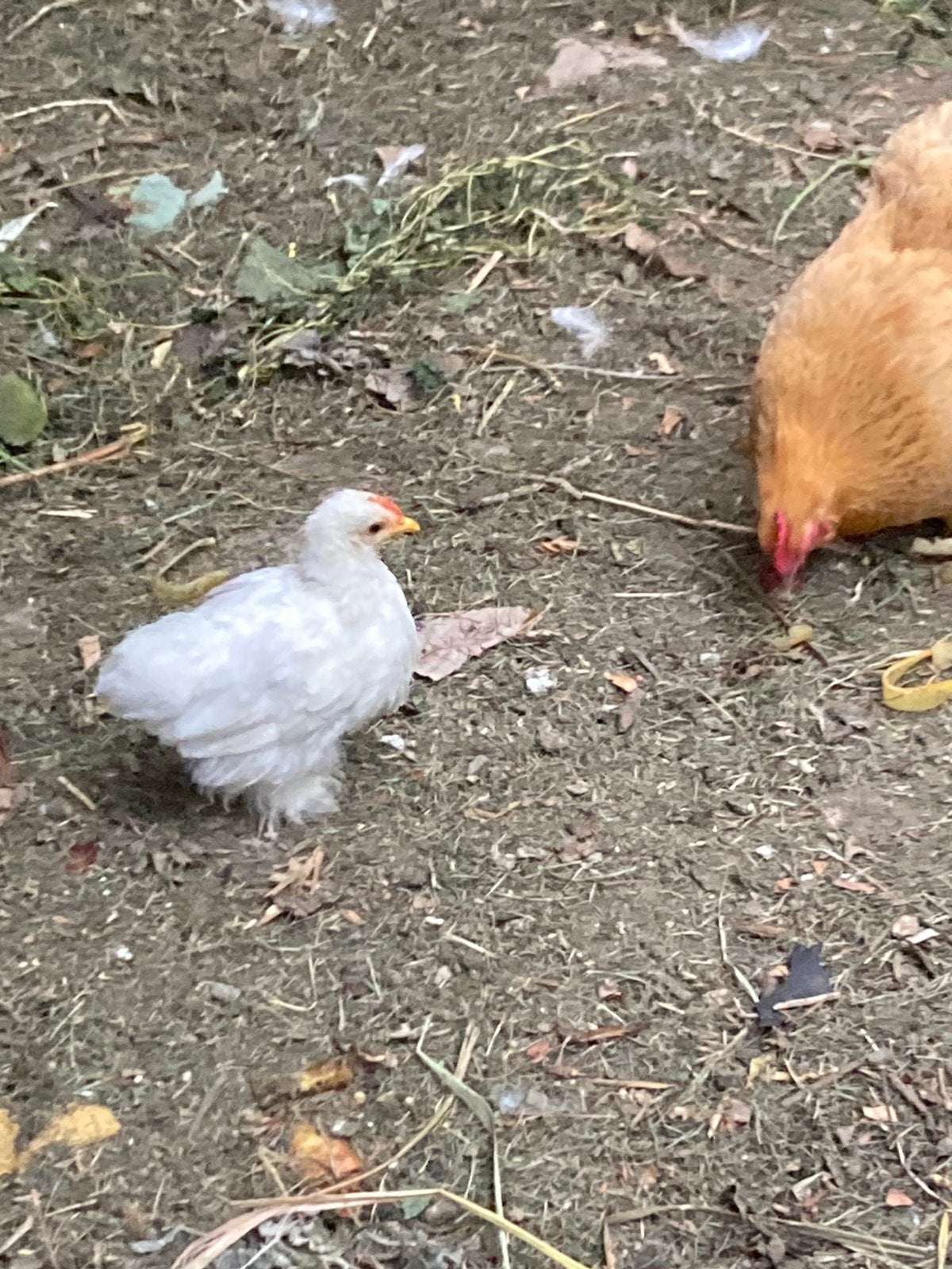 Cochin kriel kuiken, Dieren en Toebehoren, Pluimvee