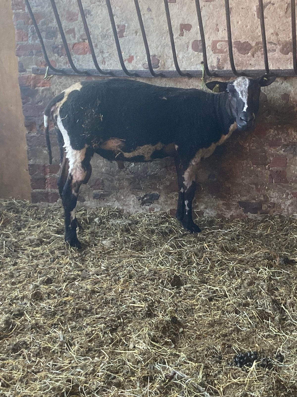 Baggerbonte ram te koop, Mâle, Mouton, 0 à 2 ans