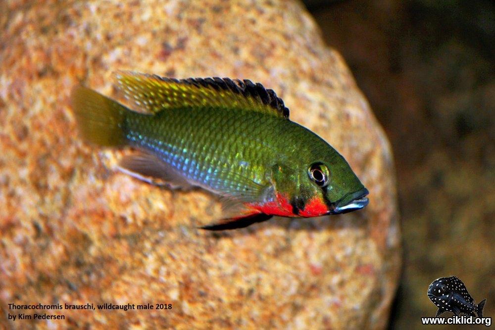 Thorachromis braushii afrikaanse cichliden