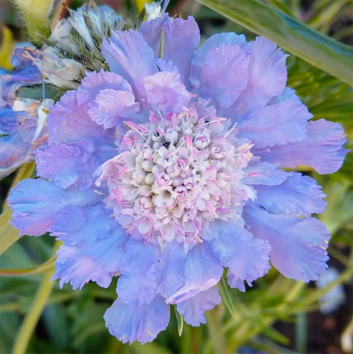 Scabiosa ‘Perfecta’ | Zaden uit eigen gifvrije tuin, Enlèvement ou Envoi, Printemps, Plein soleil, Graine