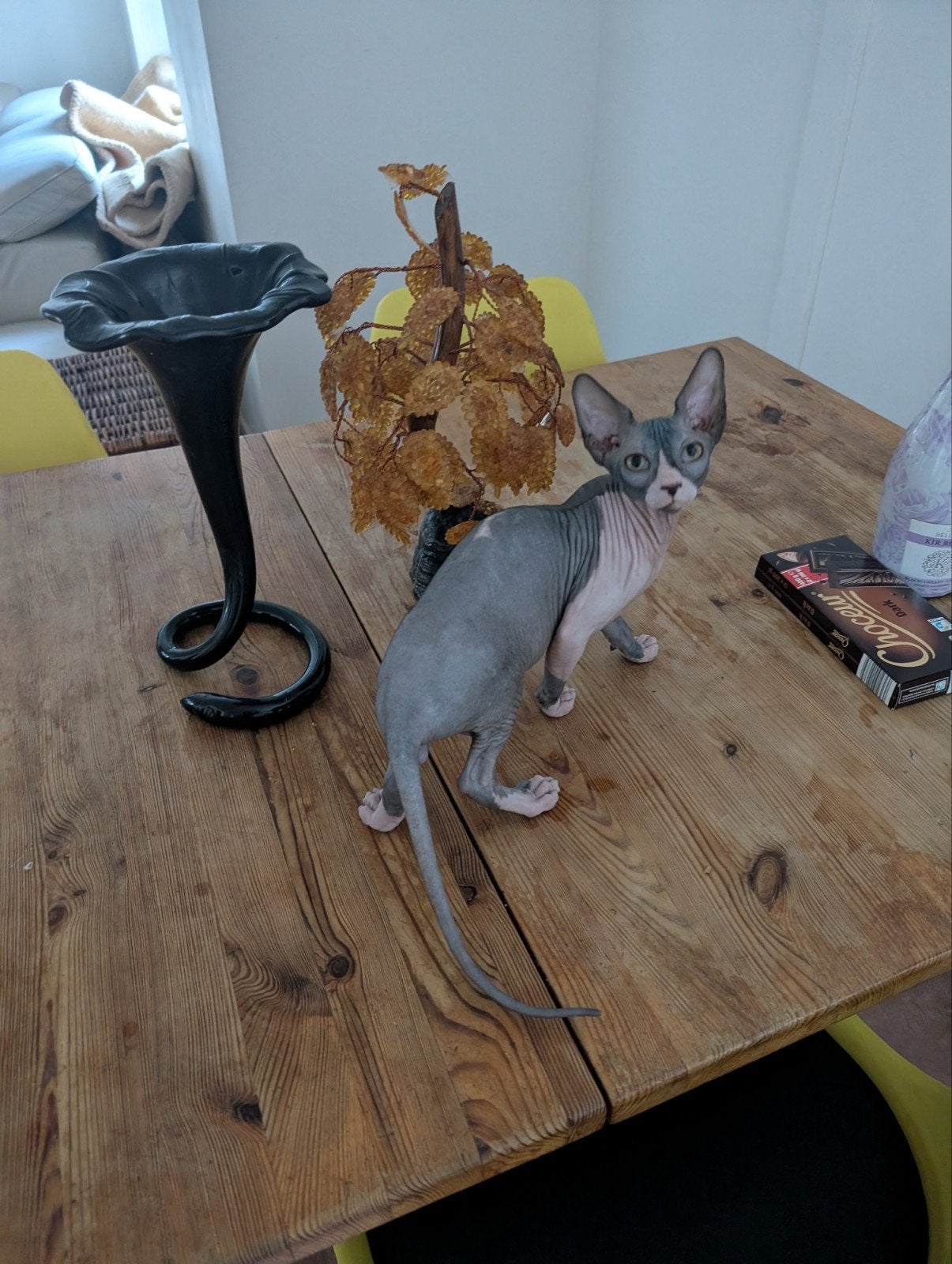 Canadese Sphynx kittens, Dieren en Toebehoren, Katten en Kittens | Raskatten | Korthaar, Kater, Met stamboom, 0 tot 2 jaar