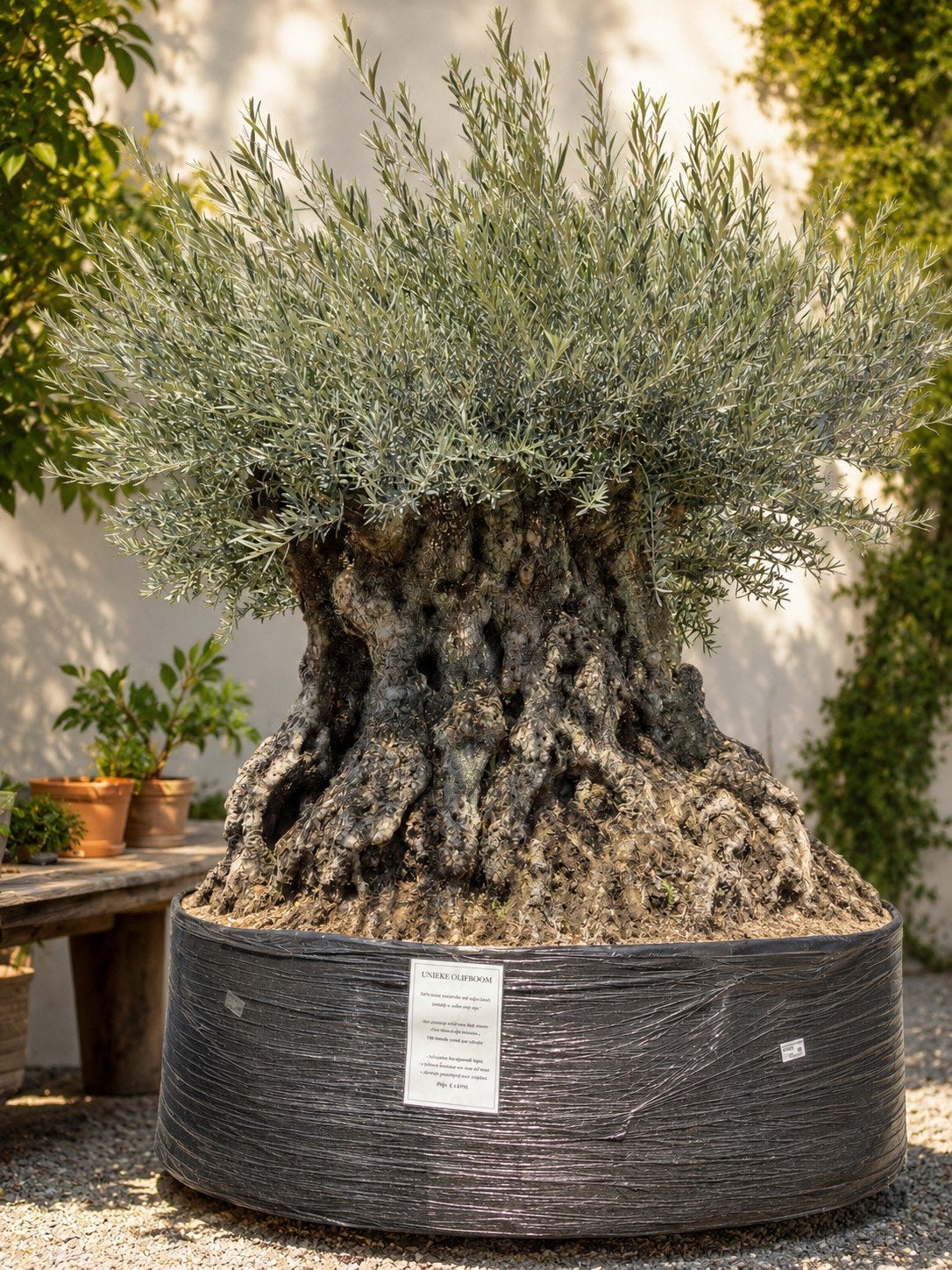 Unieke olijfboom Olea Europaea Bonsai - 500 jaar oud, Ophalen, Tuin