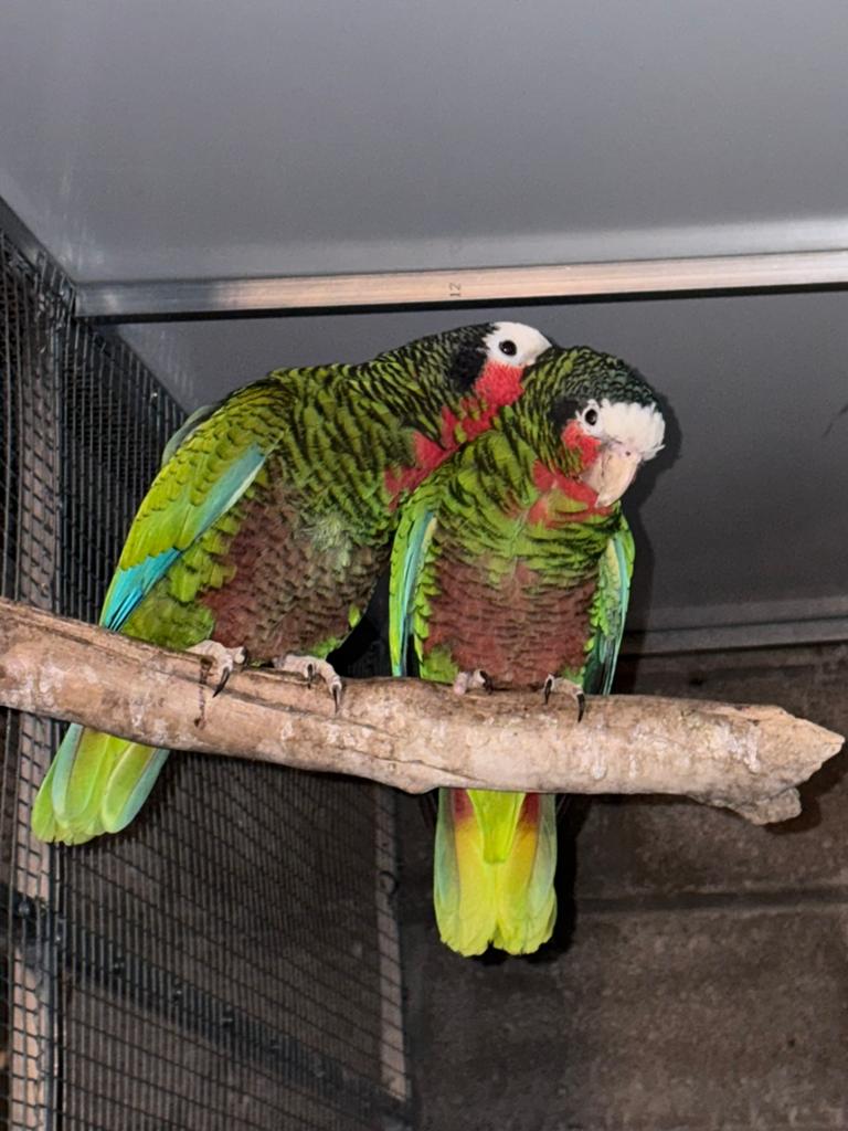 Couple reproducteur d’Amazone de Cuba, Plusieurs animaux, Perroquet, Bagué