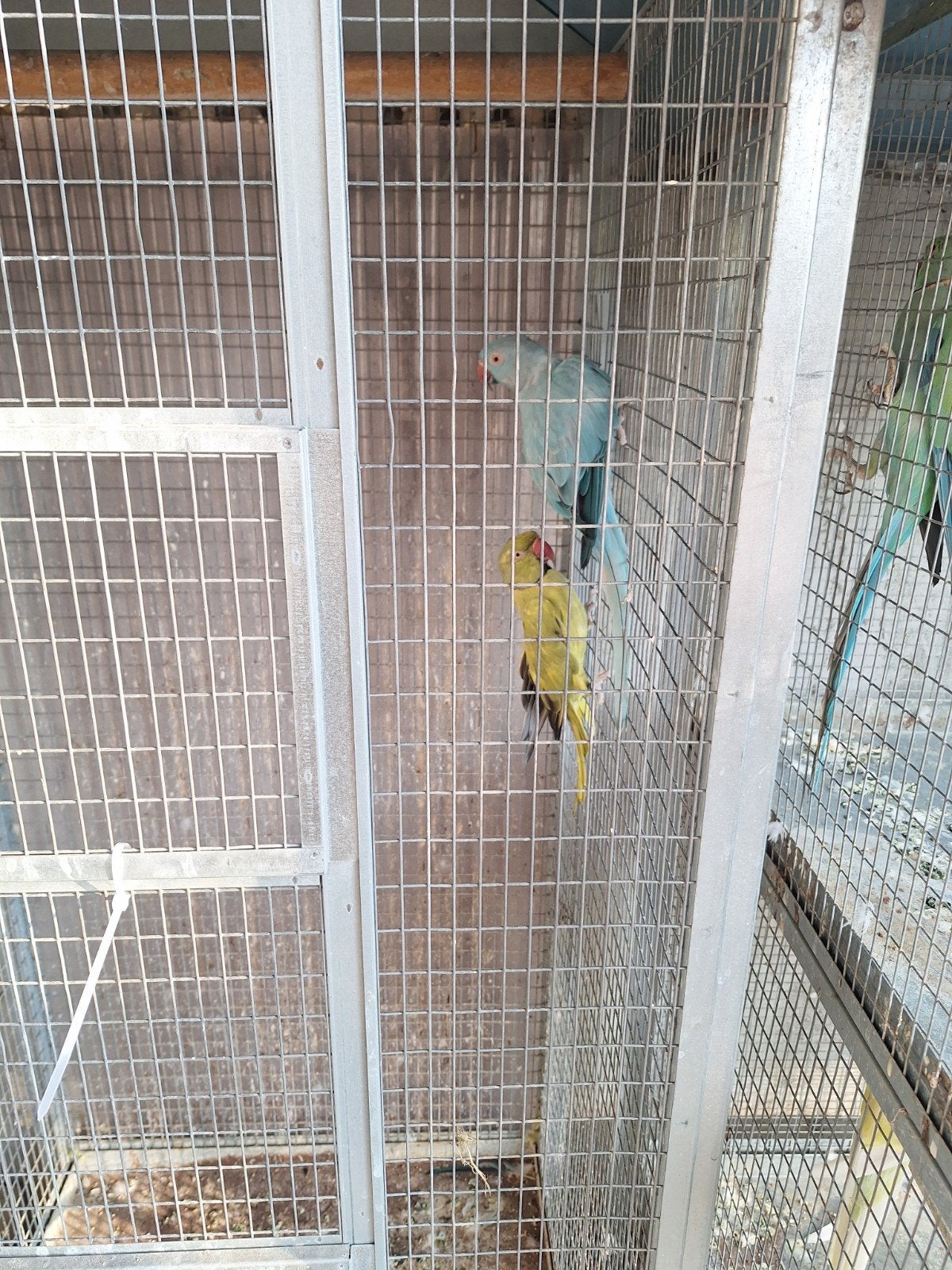kweekrijp koppel halsbandparkieten 19/23, Dieren en Toebehoren