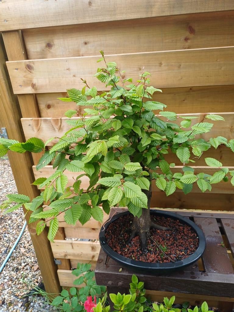 1 carpinus bonsai, Tuin en Terras, Ophalen