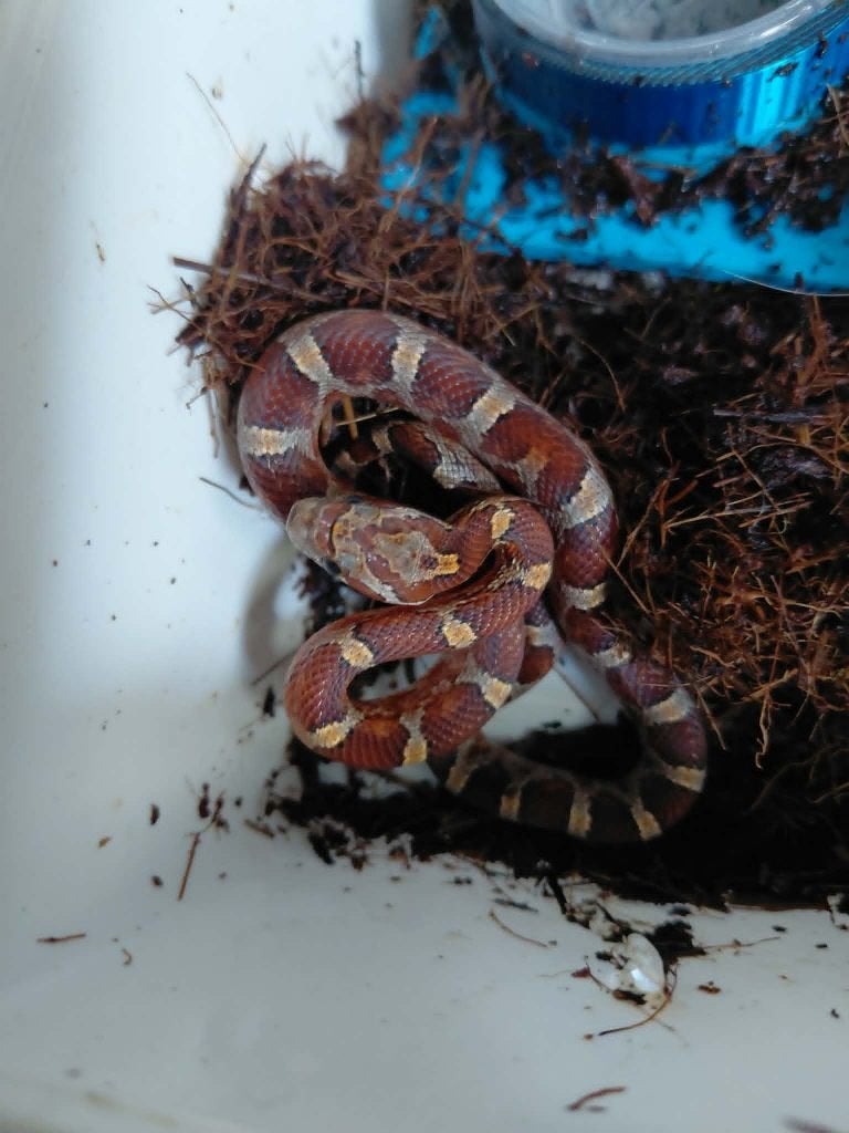 Korenslang Babies 2026, Serpent, Domestique, 0 à 2 ans