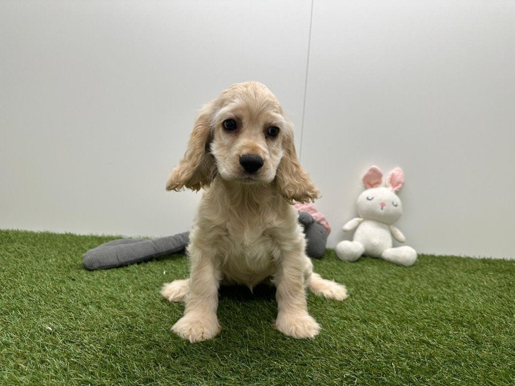 Amerikaanse Cocker Spaniël Pups, België, 15 weken tot 1 jaar, CDV (hondenziekte), Meerdere