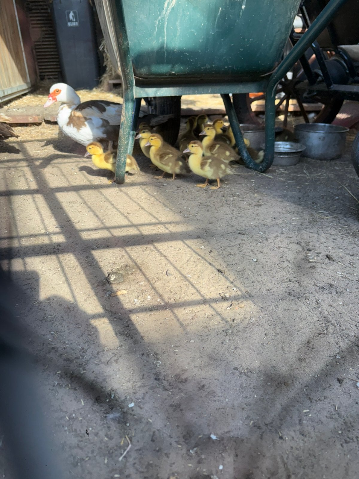 Barberie eenden, Dieren en Toebehoren