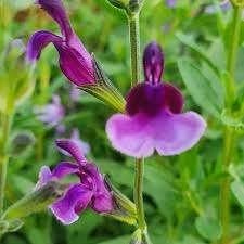 Salvia Oriental Dove, Ophalen