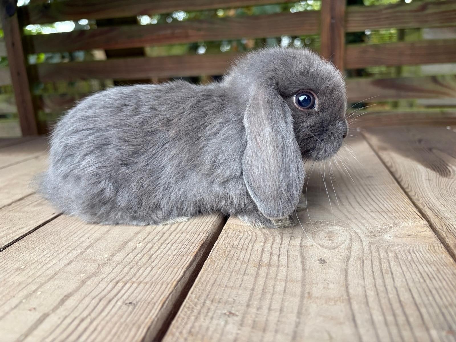 Nederlandse dwerghangoor (voedster), Dieren en Toebehoren, Konijnen