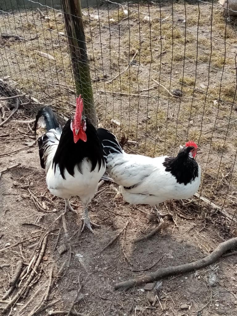 Broedeieren lakenvelder en zilverbrakel, Dieren en Toebehoren, Pluimvee