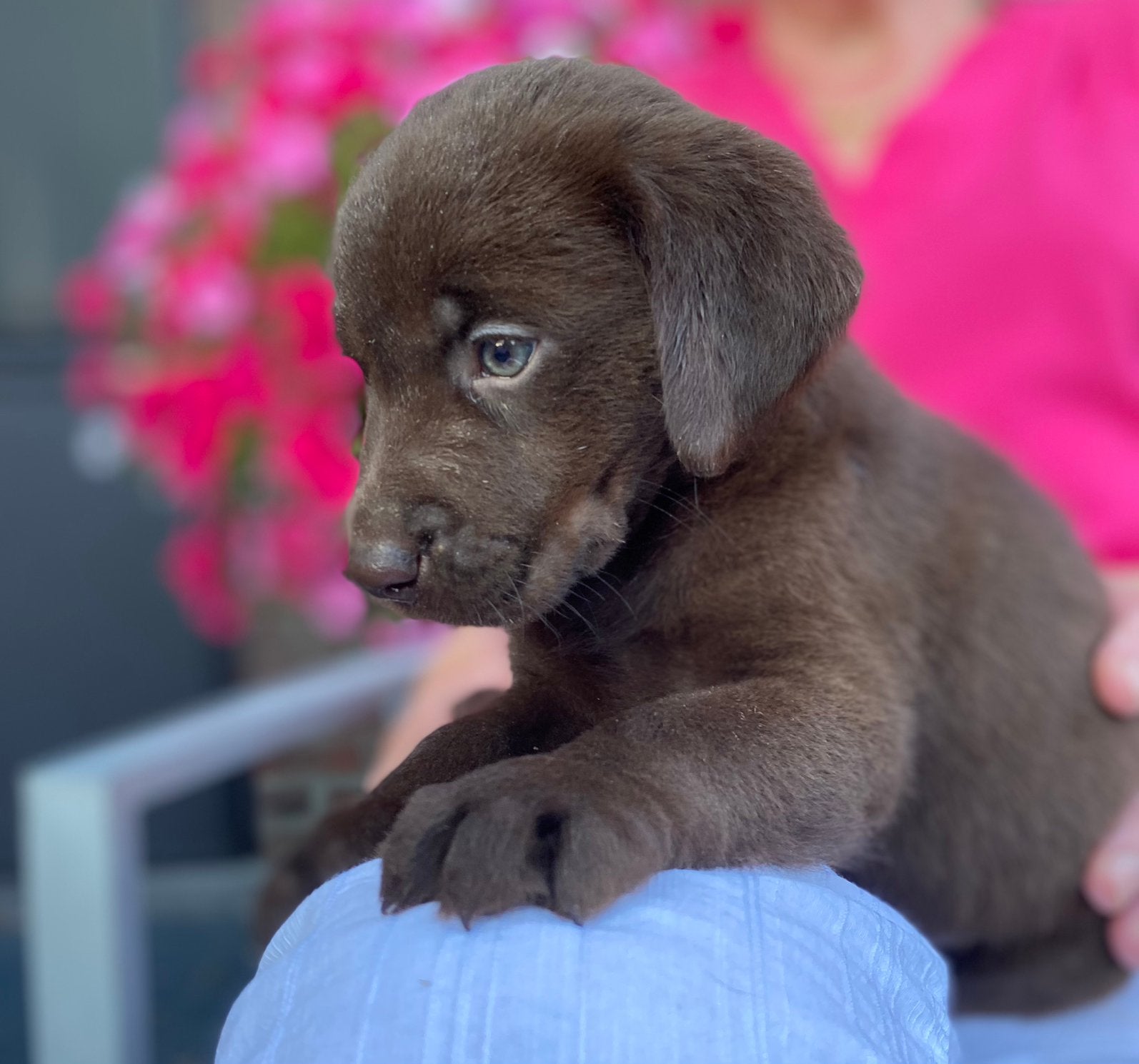 Lieve chocolade Labrador pups bij onsthuis op de boerderij🤎, Dieren en Toebehoren, Honden | Retrievers, Spaniëls en Waterhonden