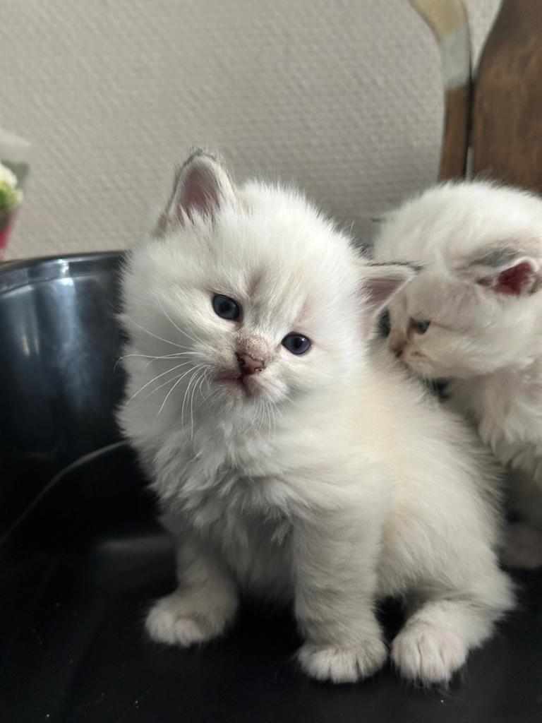 Neva Masquerade kittens te koop, Dieren en Toebehoren, Katten en Kittens | Raskatten | Langhaar, Meerdere dieren, Met stamboom