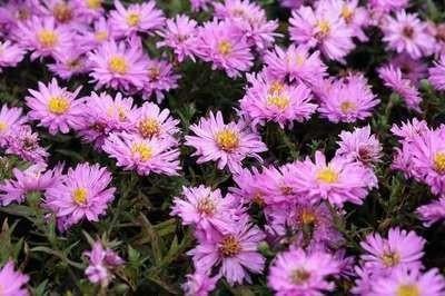 Aster Rosenwichtel, Tuin en Terras, Ophalen