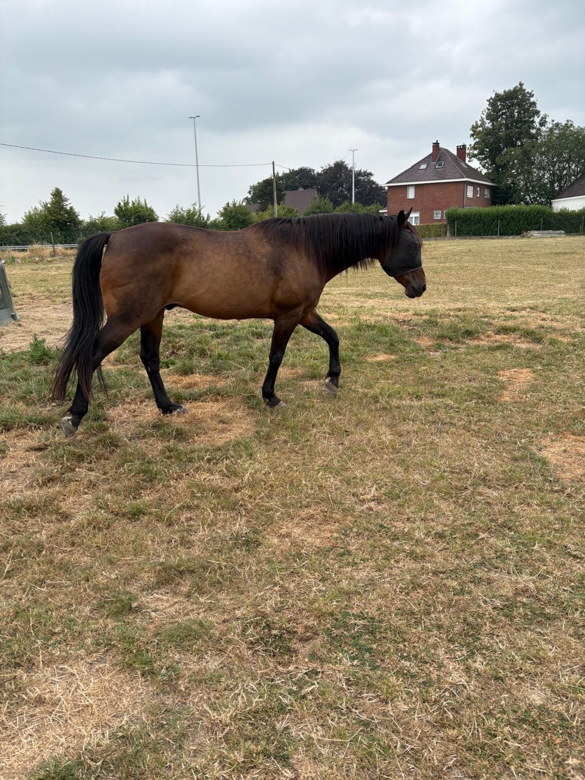 Draver tuigpaarden, Animaux & Accessoires, Chevaux, Hongre, Débourré, Cheval d'attelage, 160 à 165 cm