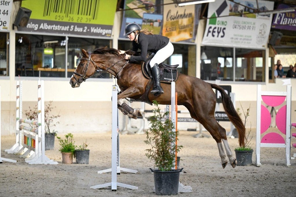 Lieve springmerrie (10Y), ideaal voor overgang pony/paard, Avec pedigree, M, 160 à 165 cm, Cheval de saut