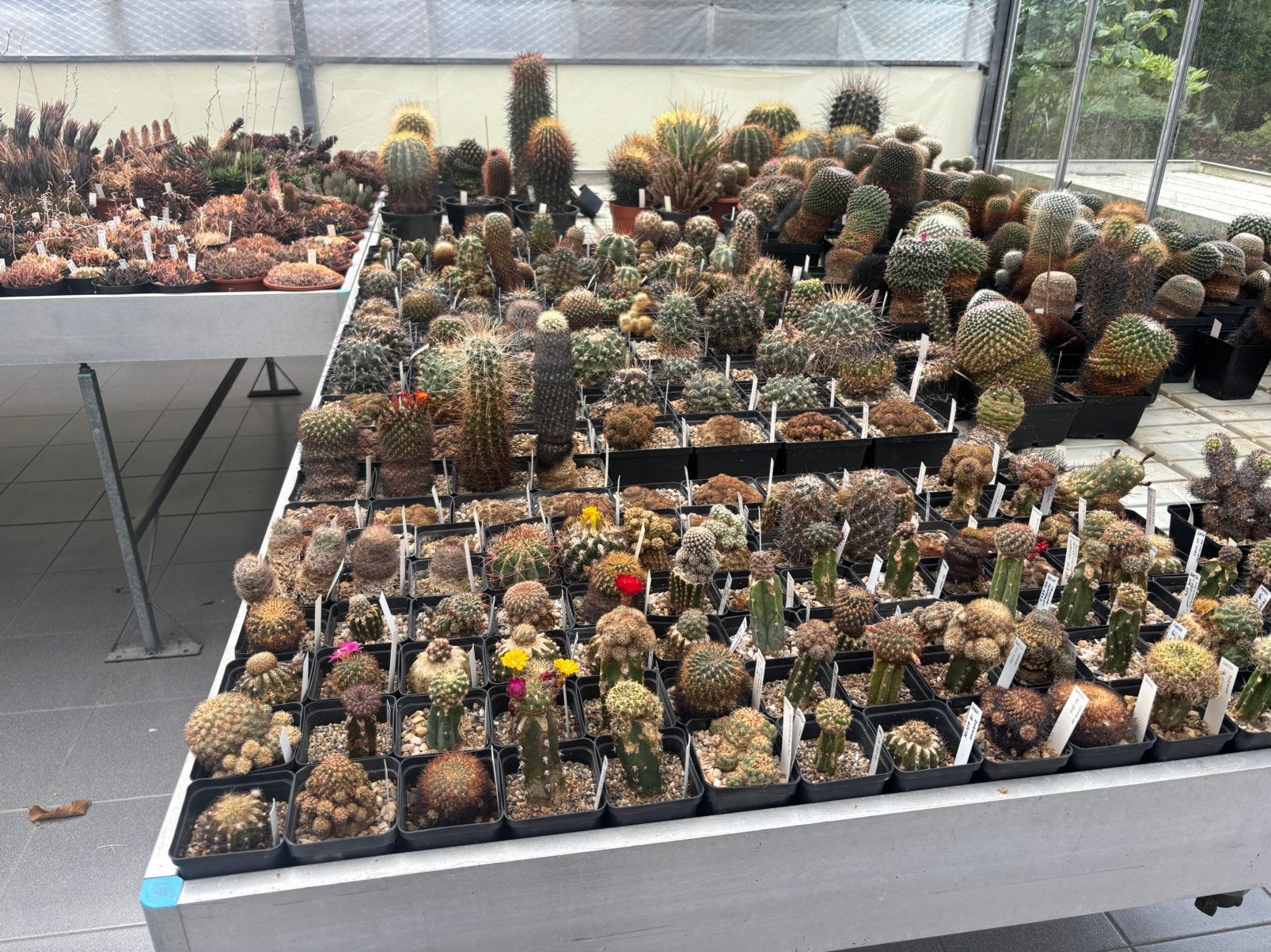 Cactusverzameling, Tuin en Terras, Ophalen