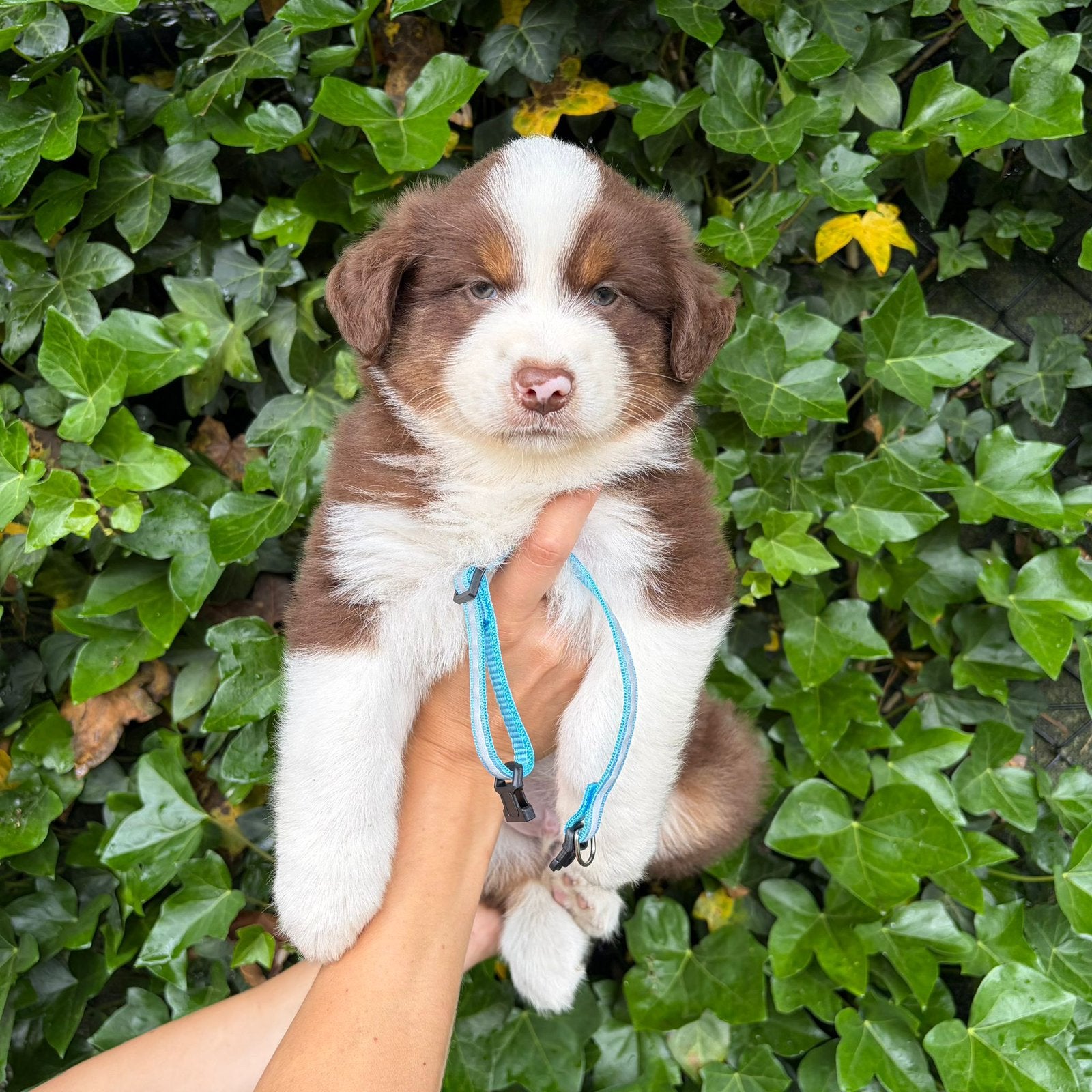 Red tricolor Australische herder pups, België, 8 tot 15 weken, Meerdere, Meerdere dieren