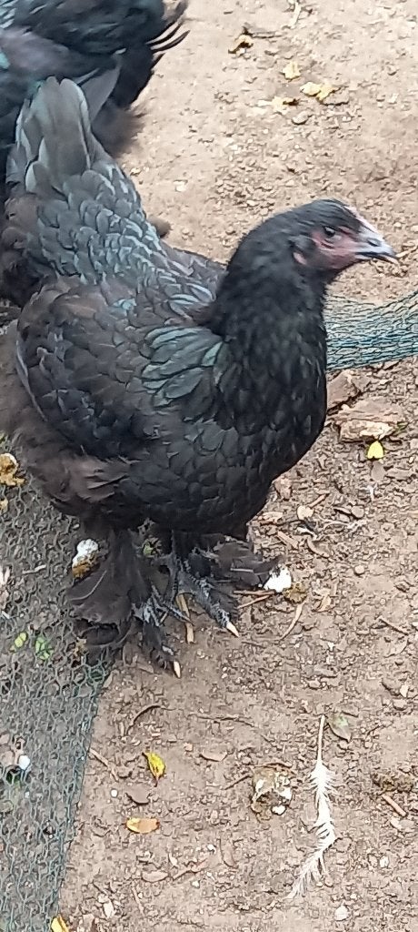 Legkippen eigen kweek, brahma kruising, Femelle, Poule ou poulet
