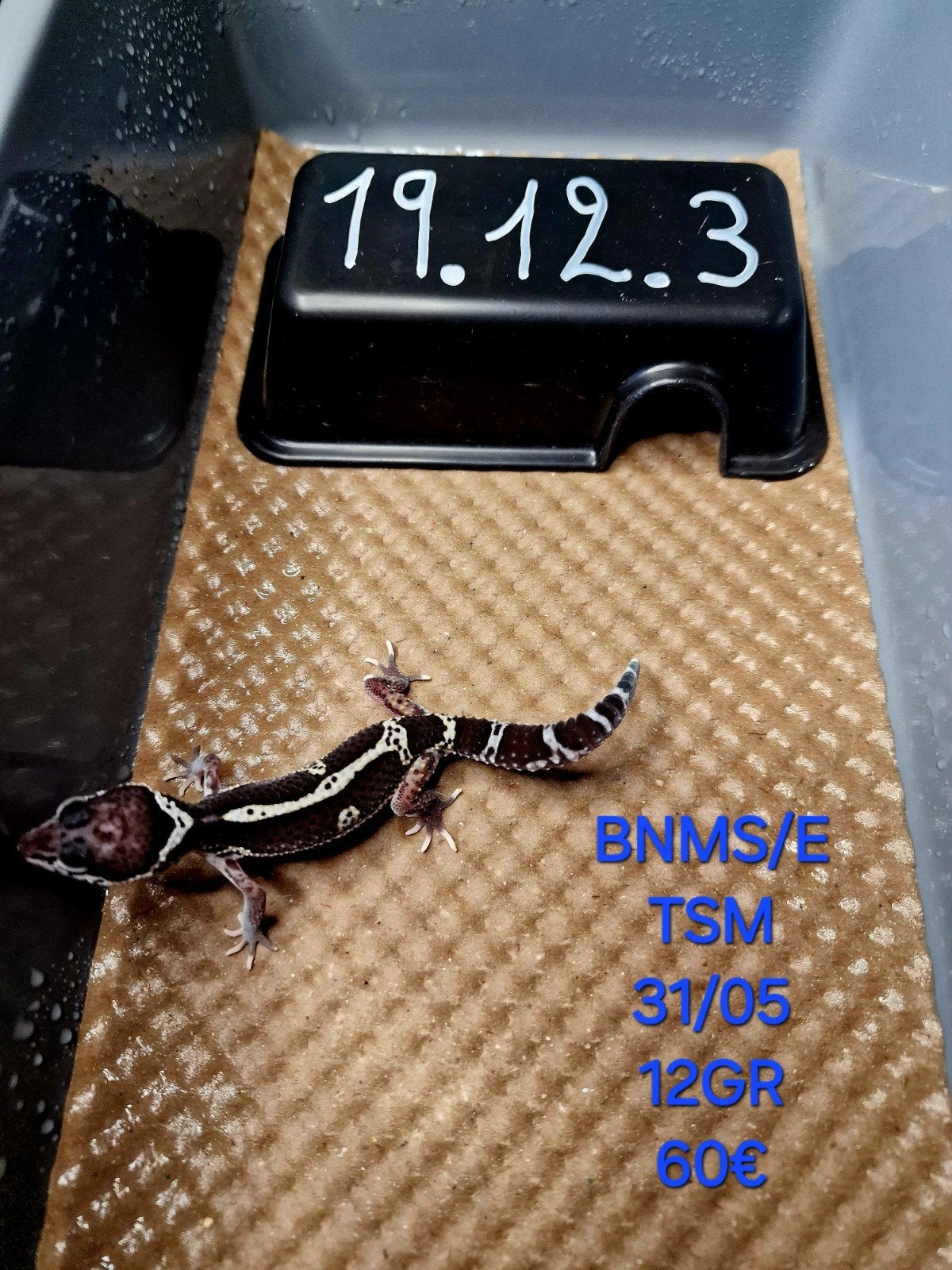 luipaard geckos panda  mack snow black night, Autres espèces, Domestique, 0 à 2 ans