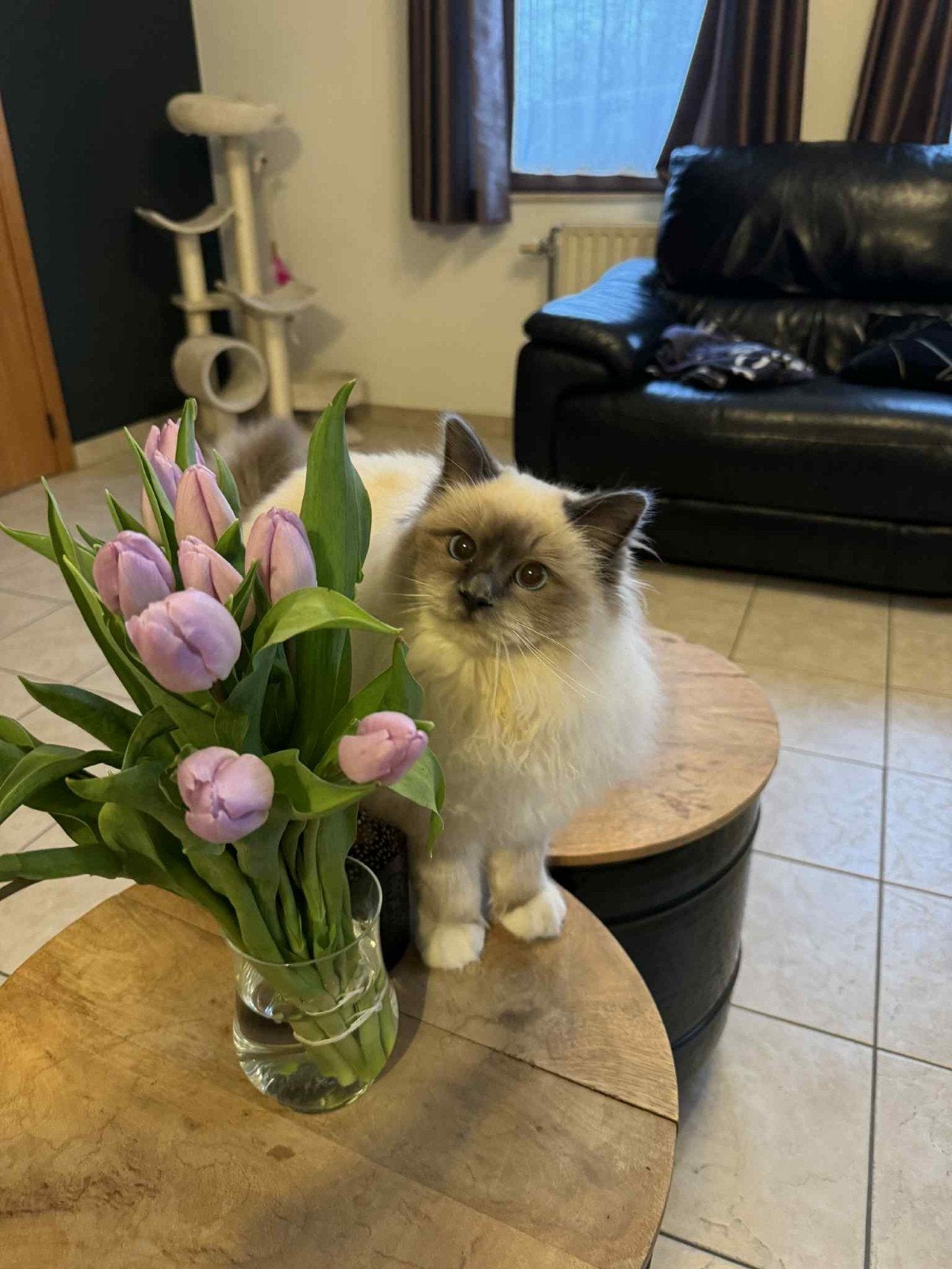 Garde chat en famille, Enlèvement, Neuf