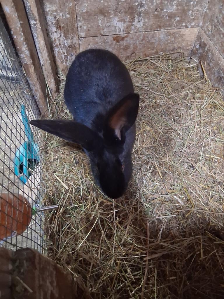 Reuzevlinder voedster, Dieren en Toebehoren, Konijnen, Vrouwelijk, Groot, 0 tot 2 jaar