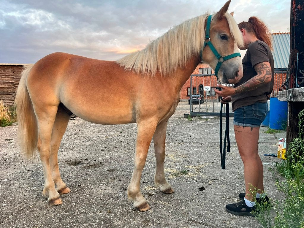 Haflinger super sympa et doux à vendre, Avec puce électronique, Poney de récréation, Étalon, 0 à 2 ans