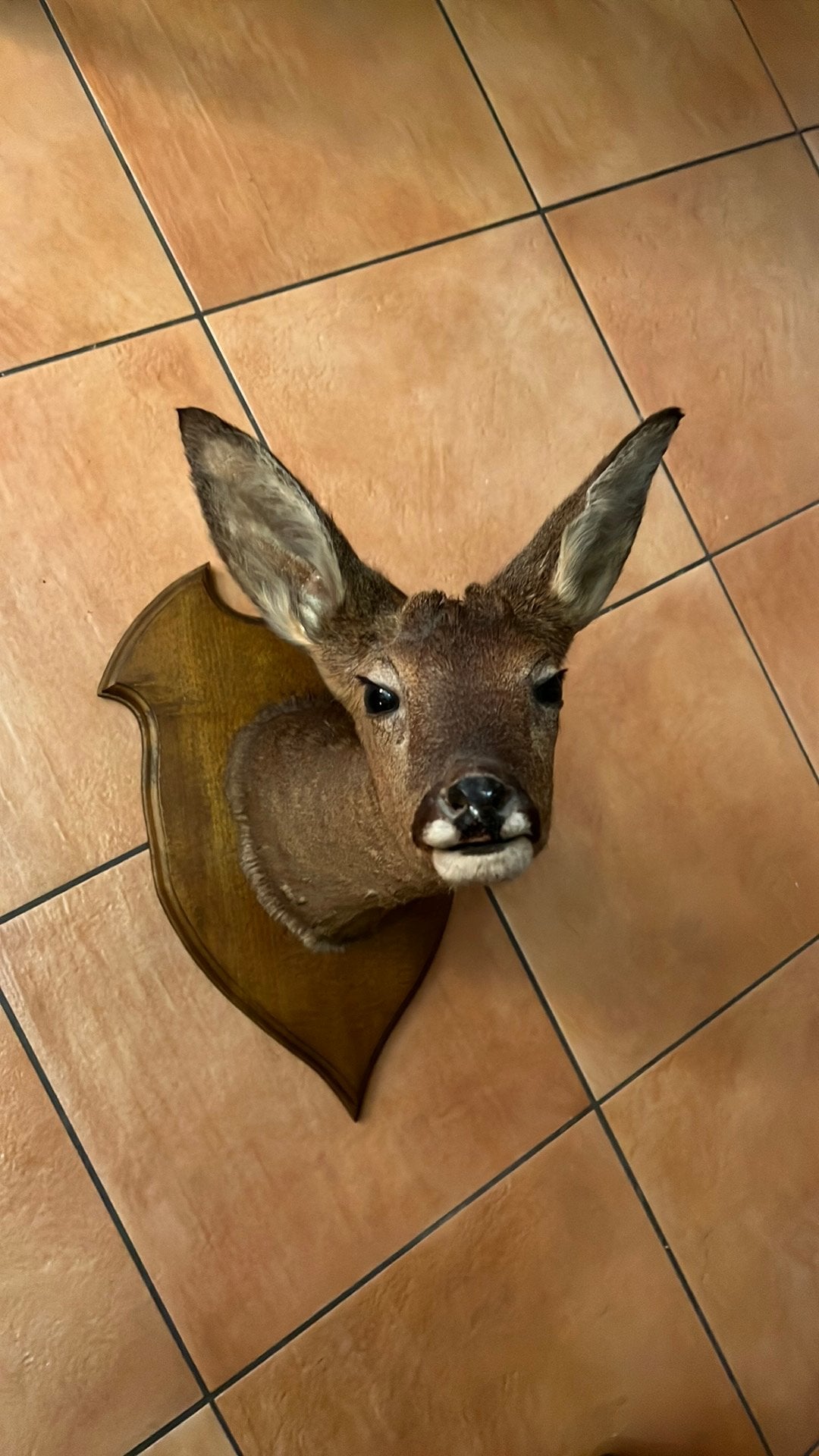 Tête de Chevreuil Naturalisée s Écusson en Bois Taxidermie, Enlèvement ou Envoi, Utilisé, Cerf, Animal empaillé