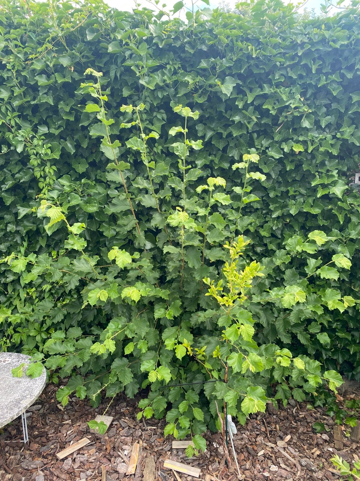 Plante GRATUIT, Jardin & Terrasse, Enlèvement, Charme, Arbuste, Moins de 100 cm