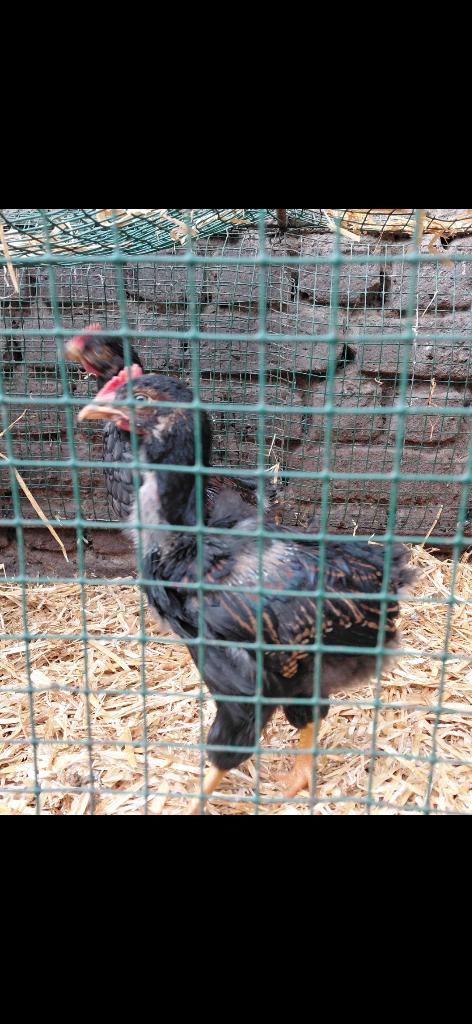 Jonge barnevelder haantjes, Dieren en Toebehoren, Pluimvee