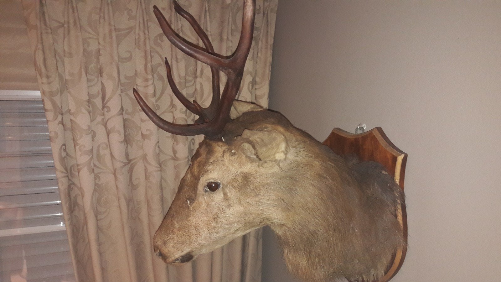 hertenkop taxidermie jachttrofee, Verzamelen, Dierenverzamelingen, Ophalen