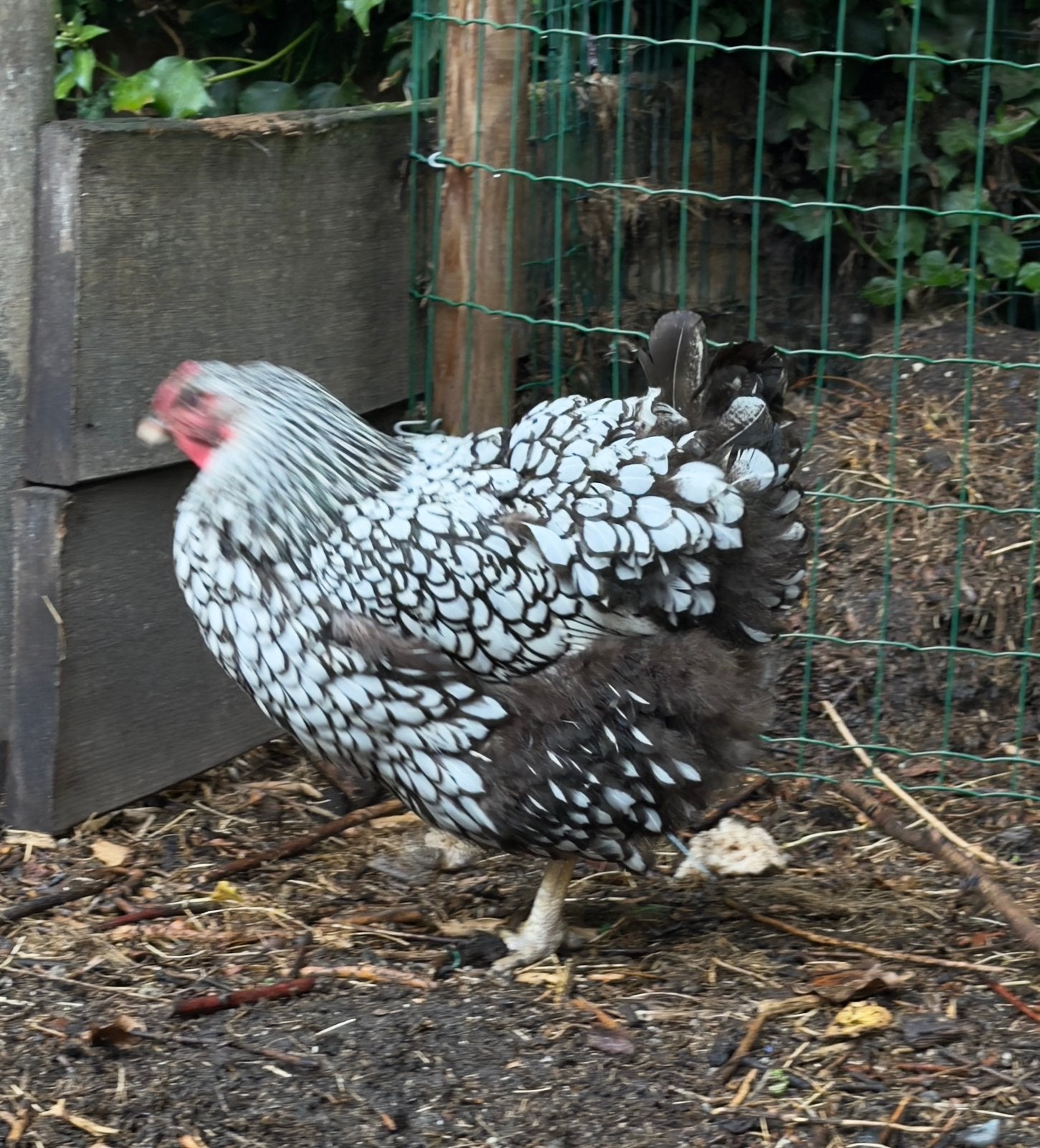 Wyandotte duo/Trio groothoenders., Dieren en Toebehoren, Meerdere dieren, Kip
