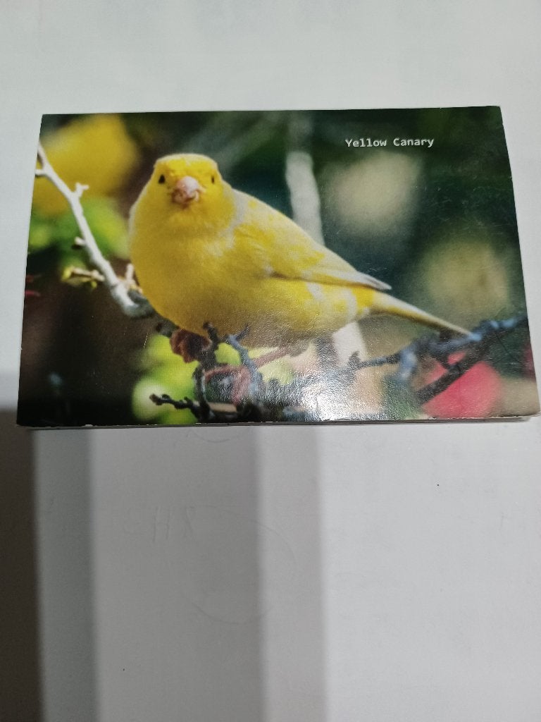 A vendre canaris M et F, Animaux & Accessoires, Oiseaux | Canaris, Canari chanteur, Plusieurs animaux