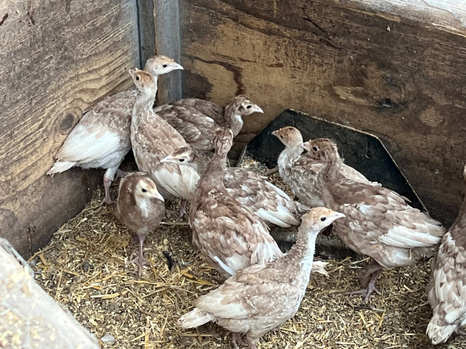 Jonge kalkoenen 10 stuks, Dieren en Toebehoren