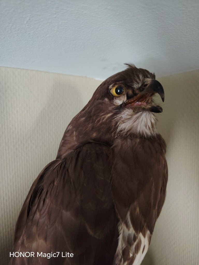 Supermooi koppel Buizerds., Ophalen of Verzenden, Nieuw, Vogel, Opgezet dier