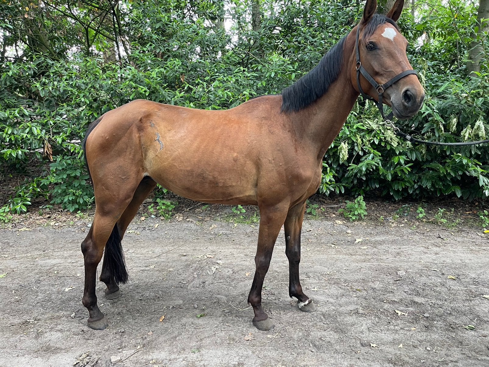 Poulinière Opium vd moerhoeve X Inshallah de muze, 5 ans, Jument, Débourré