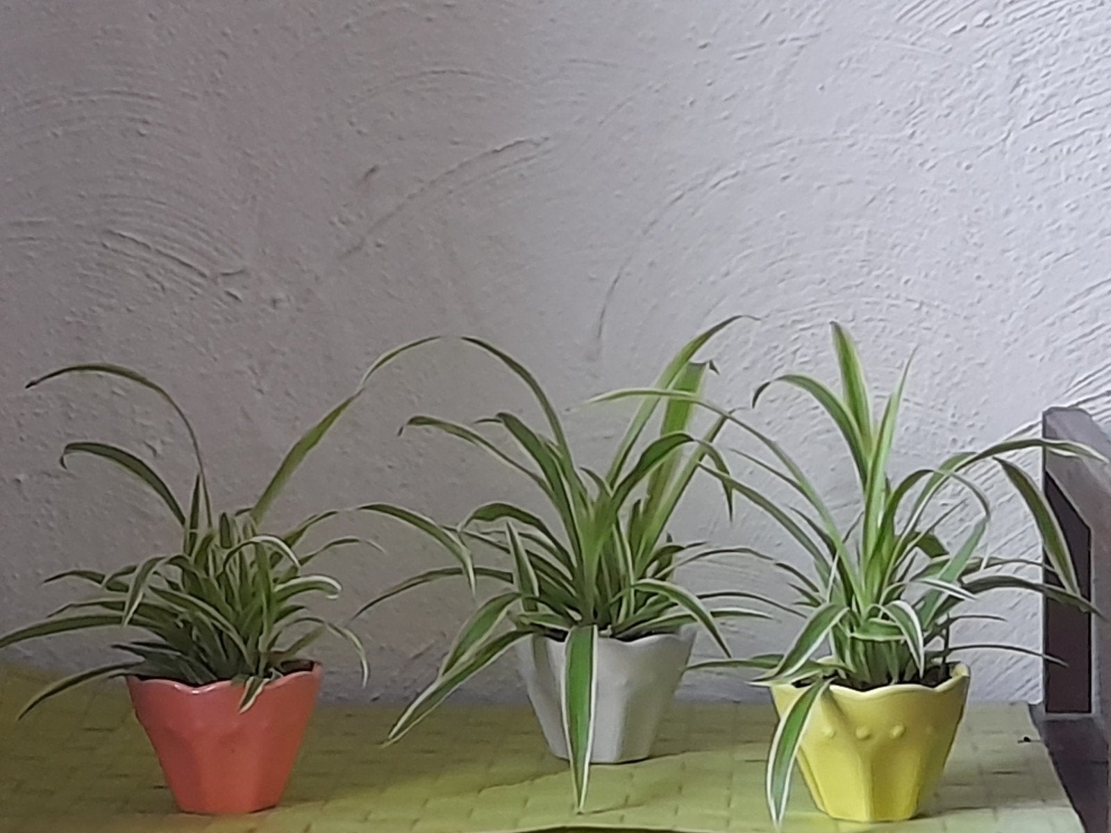 Les 3 plantes "araignée" en pot - plusieurs pousses par pot, Huis en Inrichting, Kamerplanten, Overige soorten, Halfschaduw, In pot