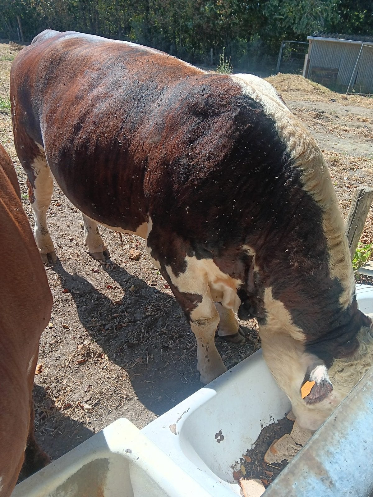 Hereford stier