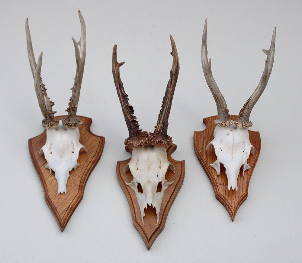 3 x groot REE GEWEI op eikenhouten schild - set A, Verzamelen, Dierenverzamelingen, Gebruikt, Gewei of Kop, Hert, Ophalen of Verzenden
