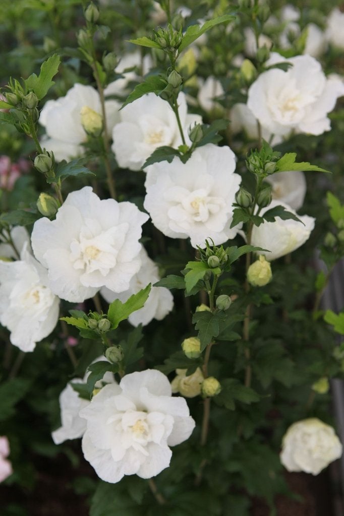 1 hibiscus   zuiver   witte  dubbel, Jardin & Terrasse, Enlèvement
