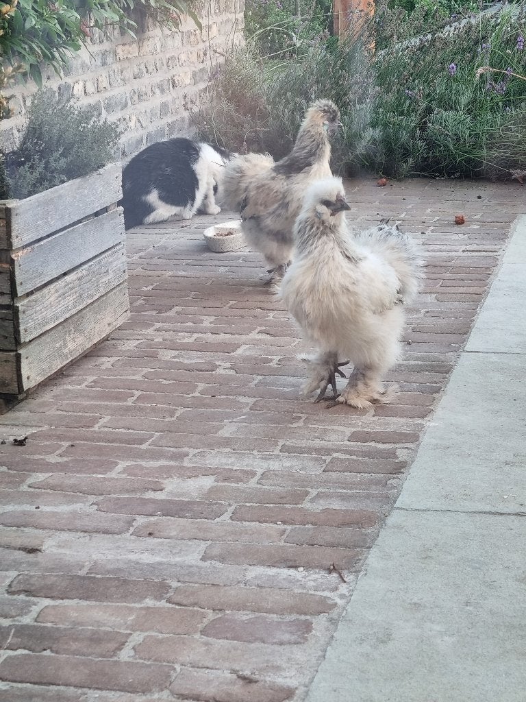 Zijdehoen kriel haantjes, Dieren en Toebehoren