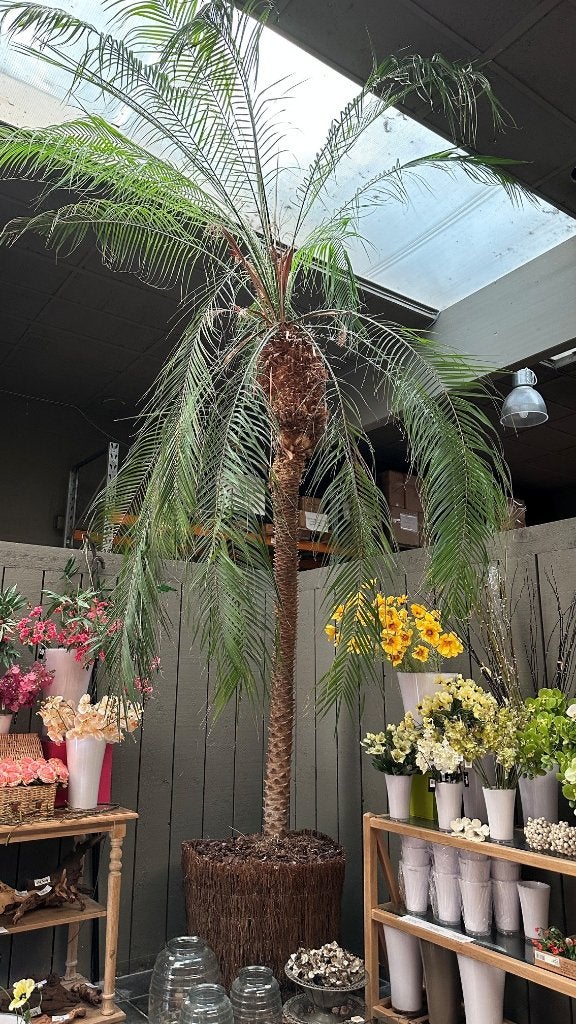 Palm bomen Phoenix Roebilinii 2stuks, Ophalen, Vaste plant, Overige soorten, Halfschaduw